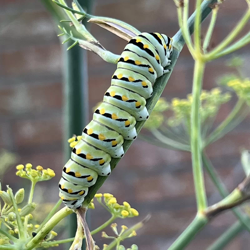 Caterpillar feeding on dill